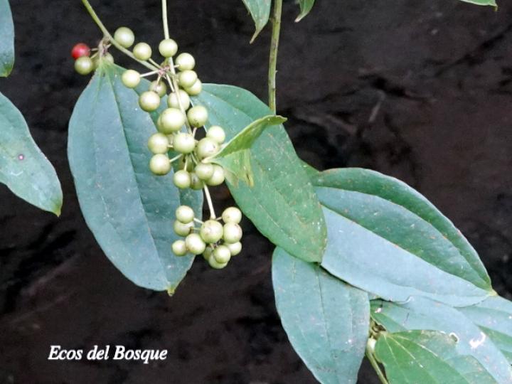 Smilax dominguensis (Cuculmeca)