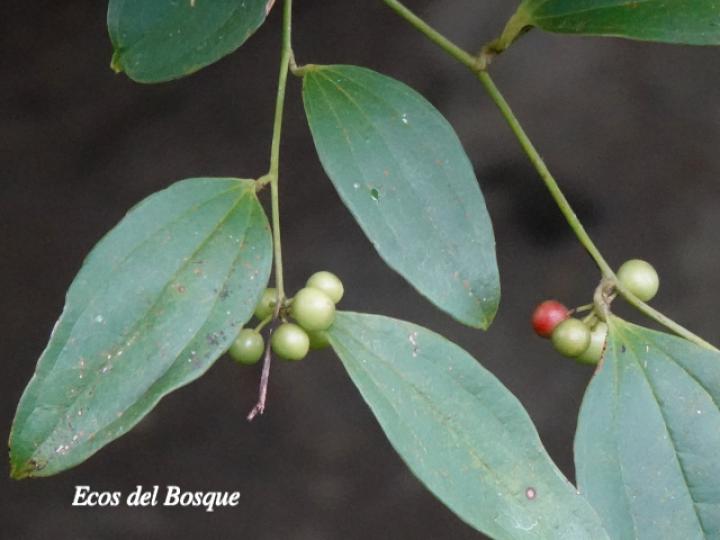 Smilax dominguensis (Cuculmeca)