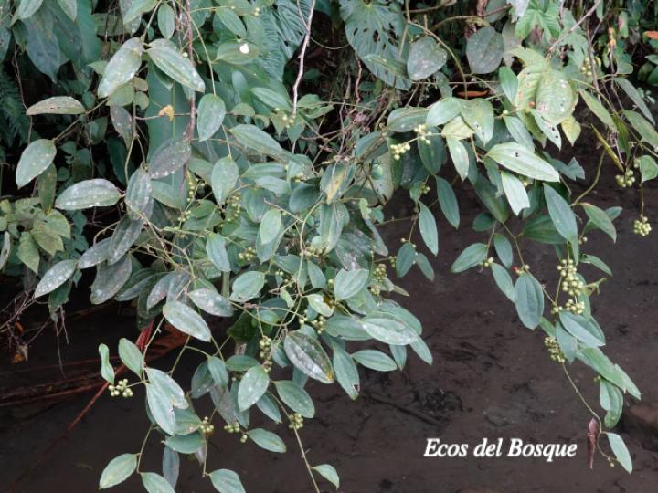 Smilax dominguensis (Cuculmeca)
