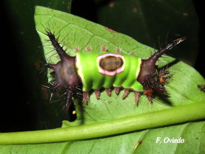 Acharia hyperoche (Gusano monturilla)