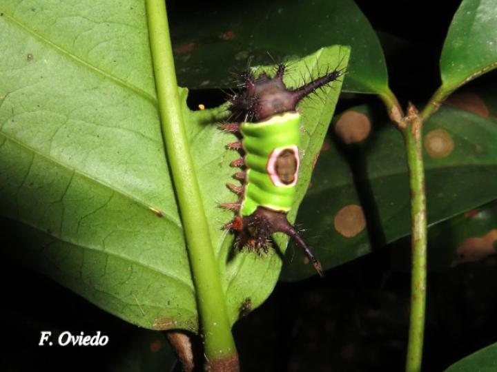 Acharia hyperoche (Gusano monturilla)