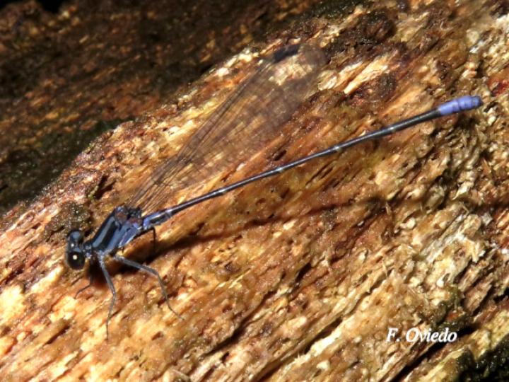 Argia pulla (Azulilla de arroyo púrpura)