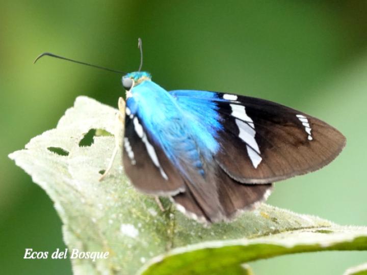 Astraptes fulgerator (Saltarina relámpago azul)