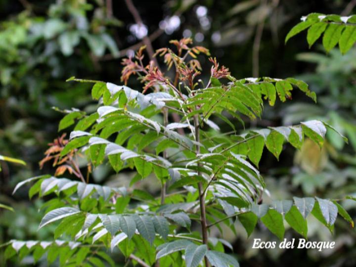 Astronium  graveolens (Ronrón)