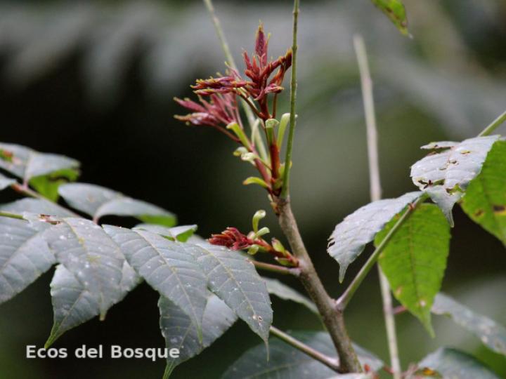 Astronium  graveolens (Ronrón)