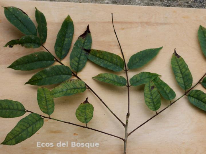 Astronium  graveolens (Ronrón)