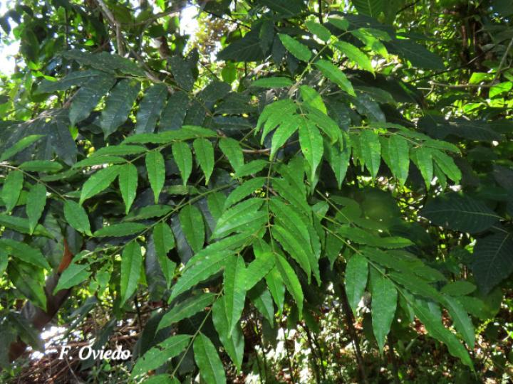 Astronium  graveolens (Ronrón)