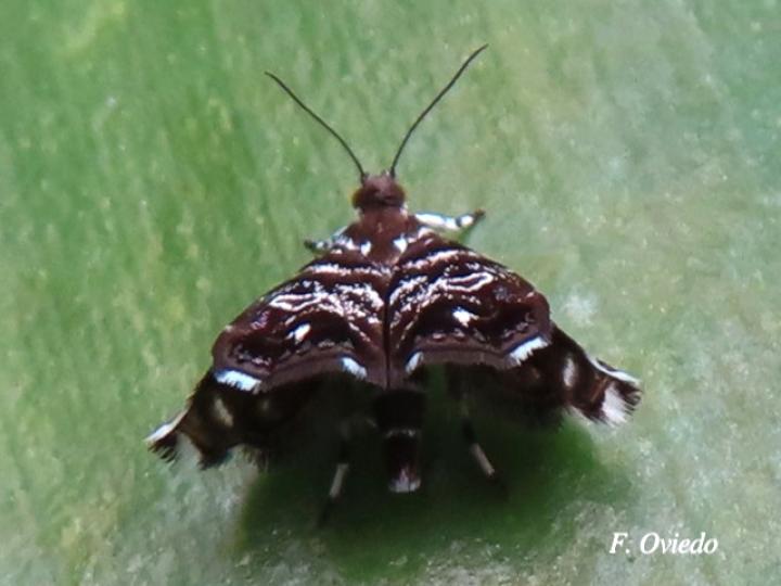 Brenthia sp (Polilla metálica)
