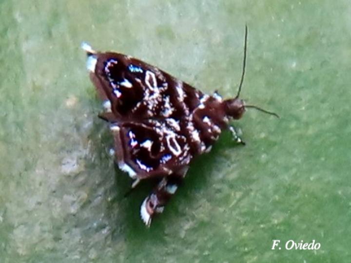 Brenthia sp (Polilla metálica)