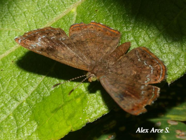 Calephelis velutina