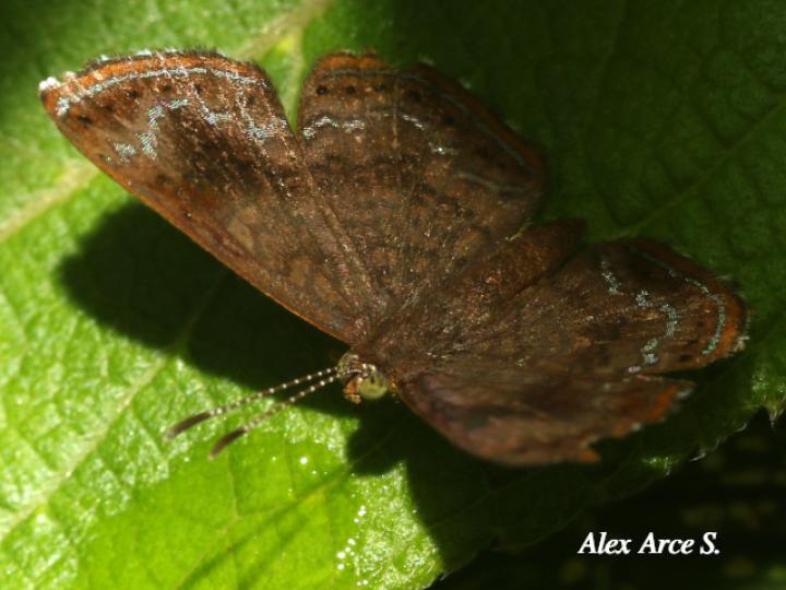Calephelis velutina