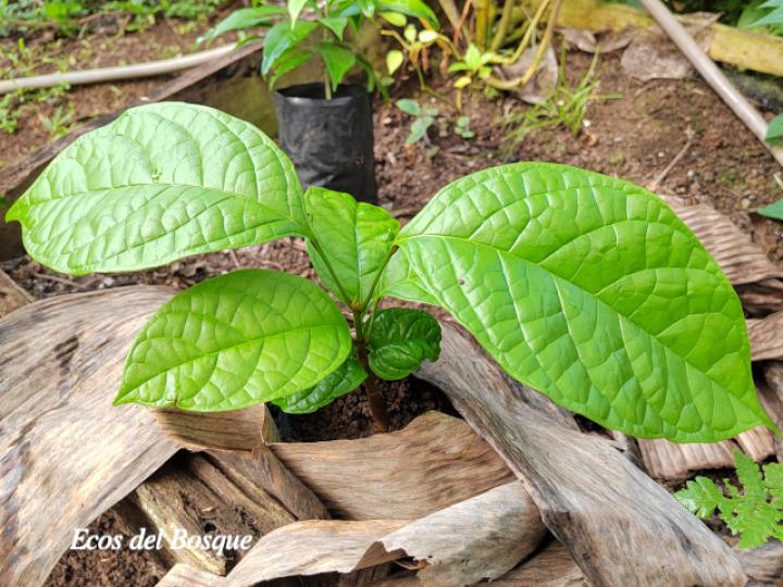 Callichlamys latifolia (Plántula)