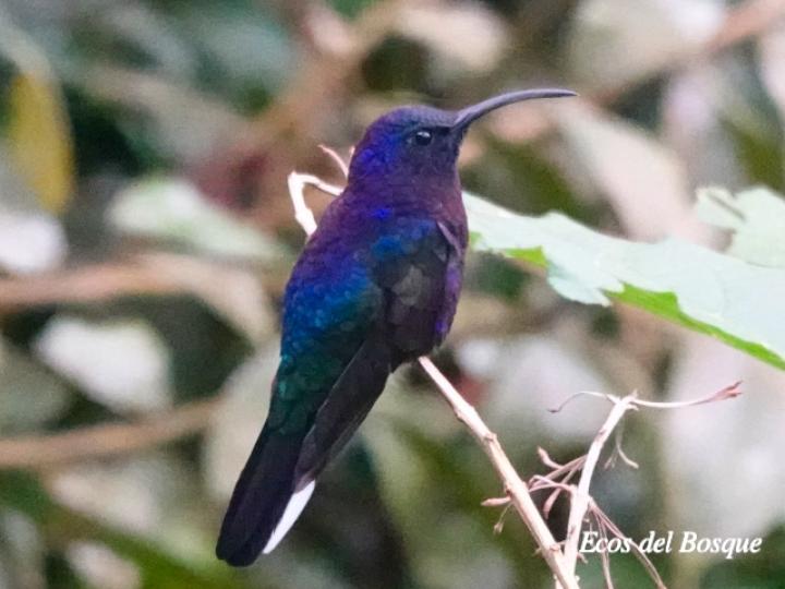 Campylopterus hemileucurus (Alas de sable violáceo)