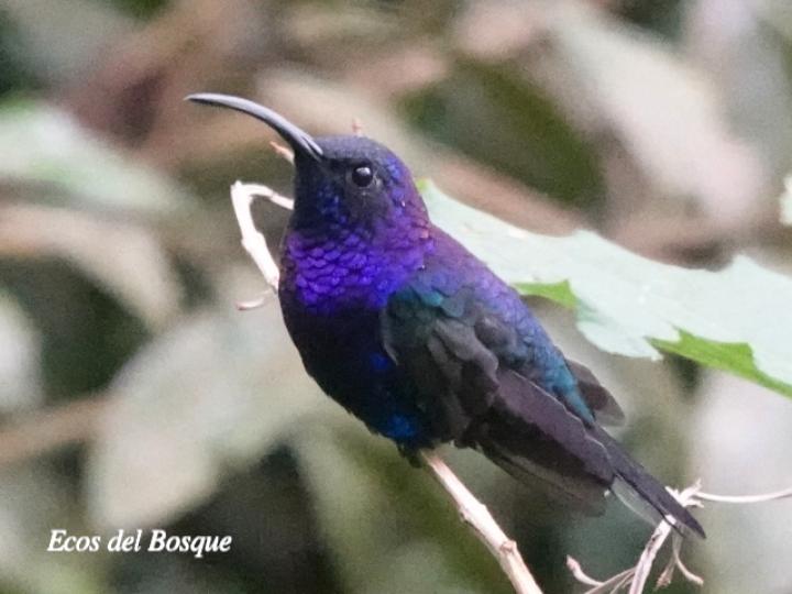 Campylopterus hemileucurus (Alas de sable violáceo)