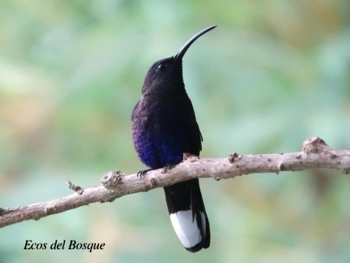Campylopterus hemileucurus (Alas de sable violáceo)