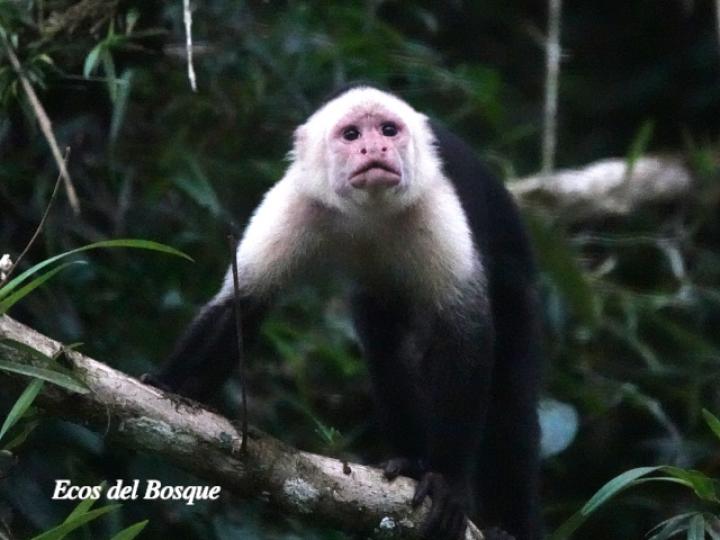 Cebus capucinus (Mono cariblanco)
