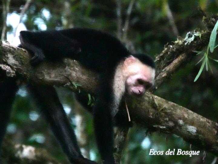 Cebus capucinus (Mono cariblanco)