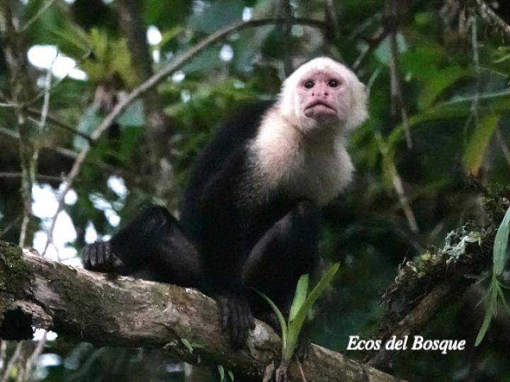 Cebus capucinus (Mono cariblanco)