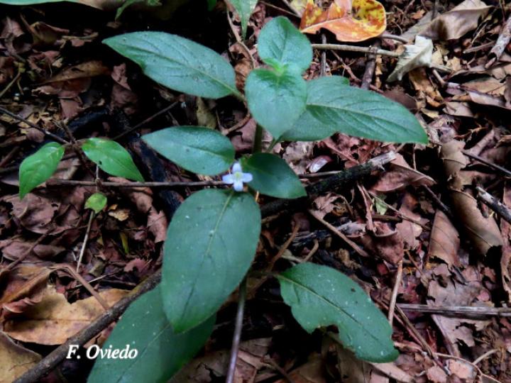 Coccocypselum hispidulum