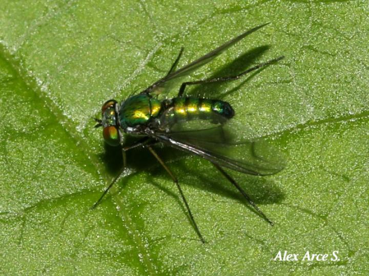 Moscas de patas largas sp2