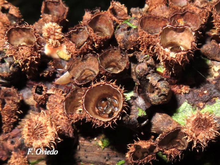 Cyathus striatus (Hongos nido)