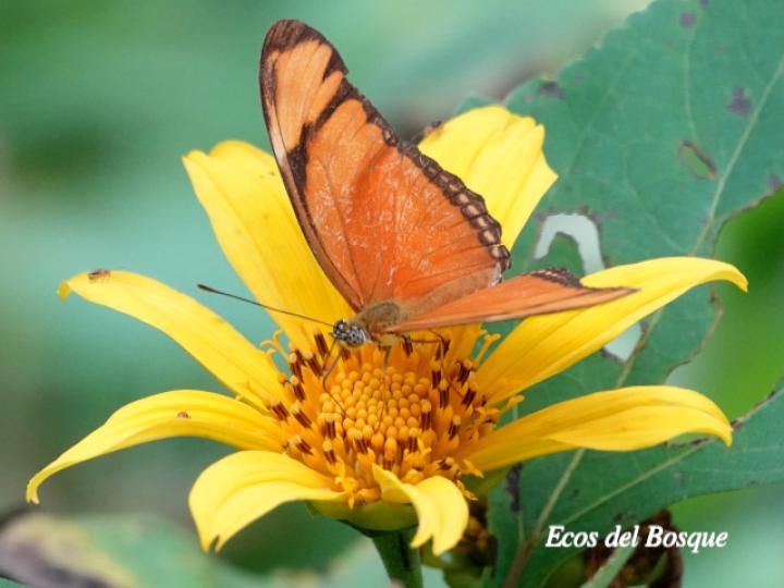 Dryas iulia moderata (Julia)