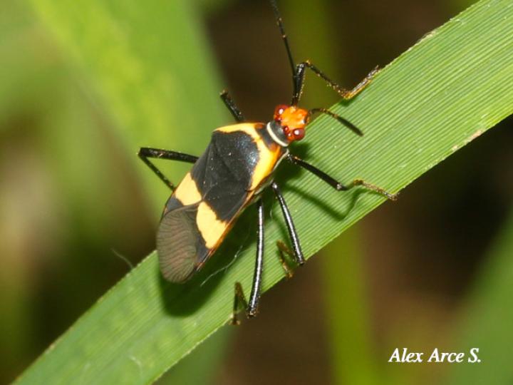 Dysdercus mimus Dysdercus mimus