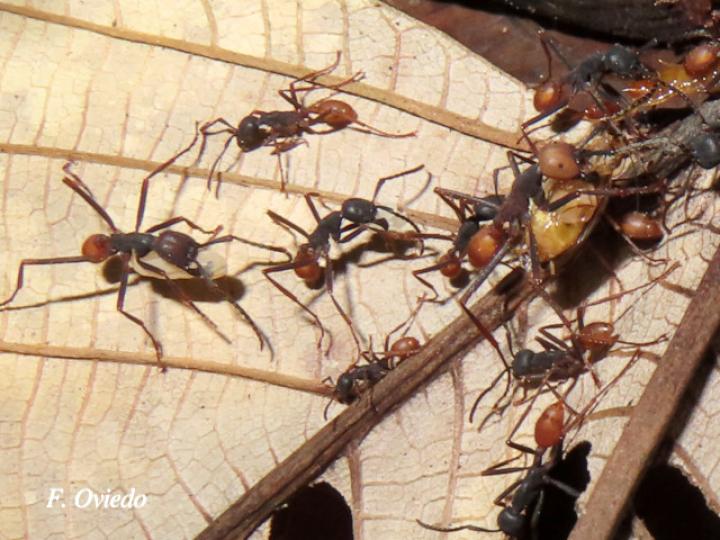 Eciton burchelli (Hormigas arrieras)