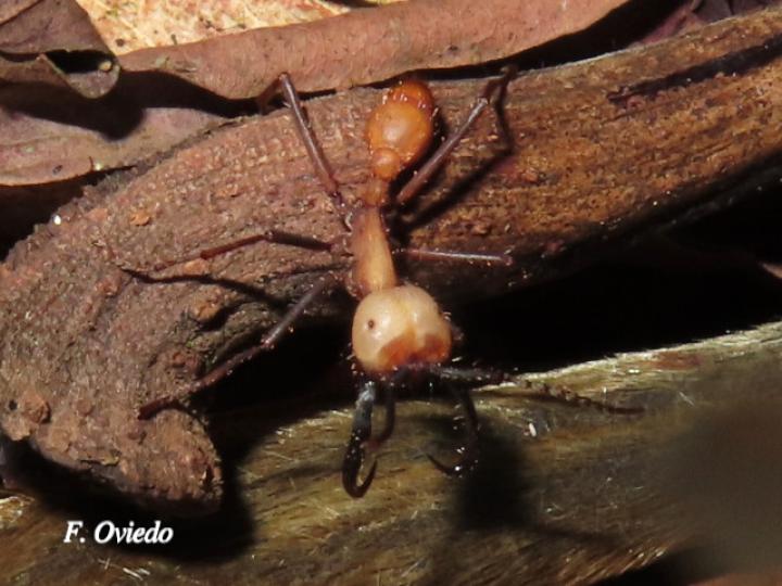 Eciton burchelli (Hormigas arrieras)