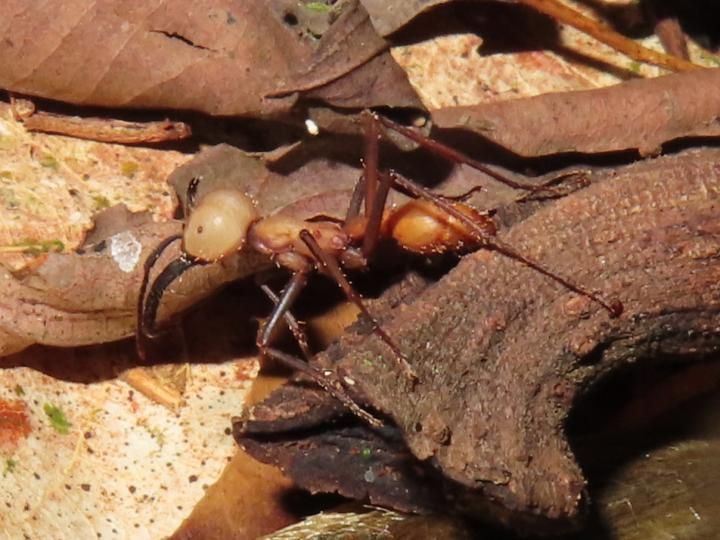 Eciton burchelli (Hormigas arrieras)