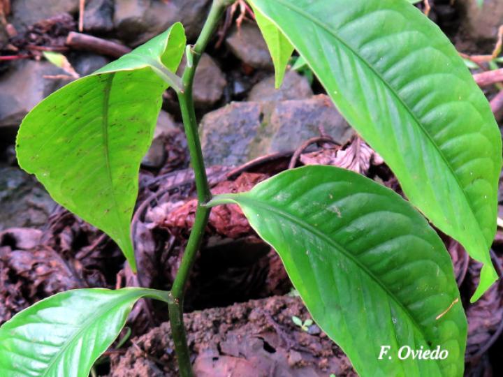Eschweilera sessilis (Alma negra)