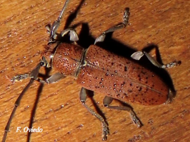 Esthlogena porosa