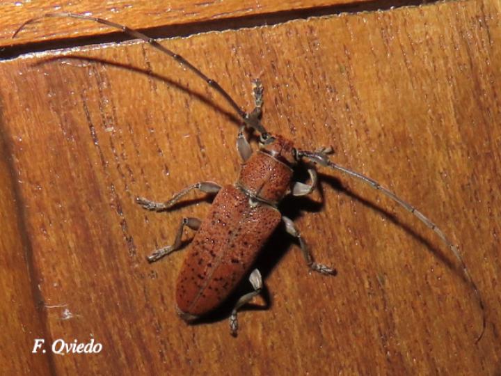 Esthlogena porosa