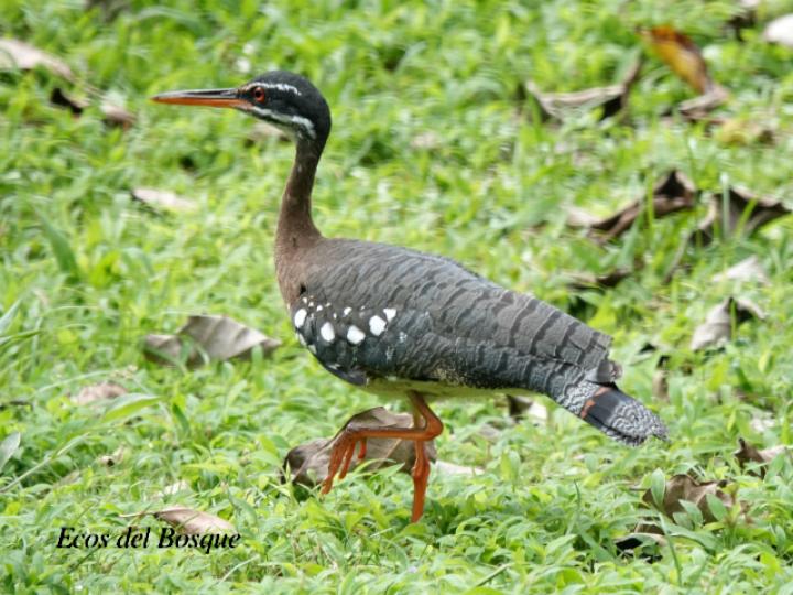 Eurypyga helias (Garza del sol)