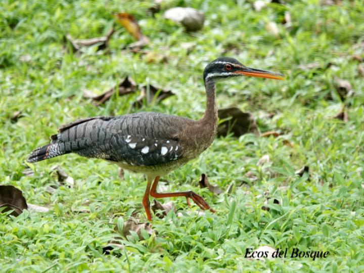 Eurypyga helias (Garza del sol)