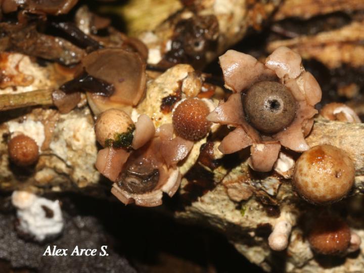 Geastrum schweinitzii (Estrella de tierra)