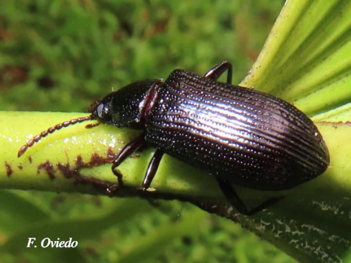 Goniadera sp