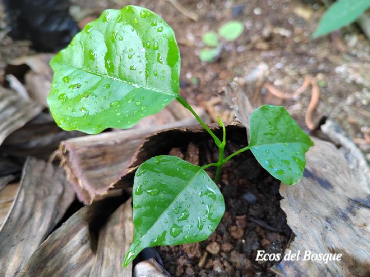Lonchocarpus oliganthus (Chaperno)