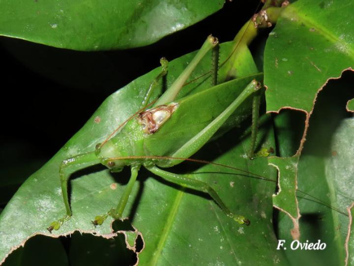 Lophaspis hebardi (Esperanza)