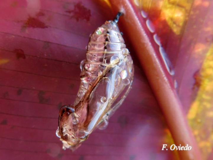 Mechanitis polymnia isthmia Mechanitis polymnia isthmia