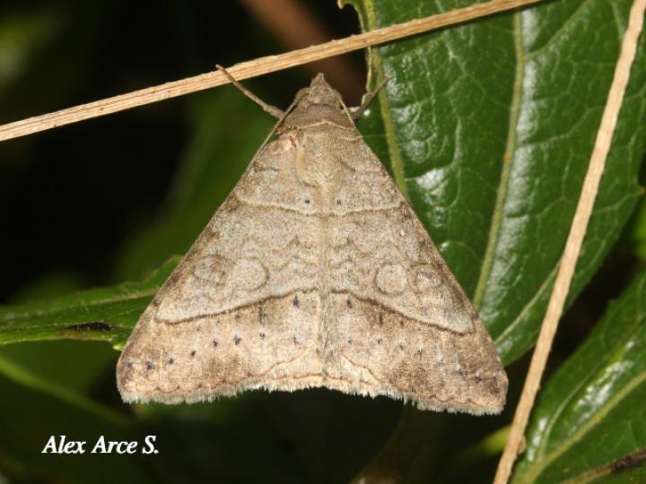 Mocis latipes (Falso gusano medidor)