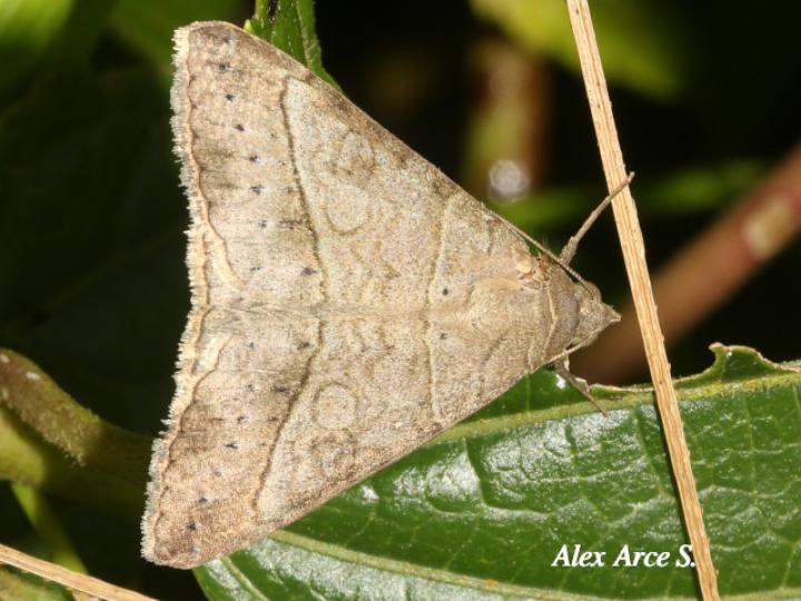 Mocis latipes (Falso gusano medidor)