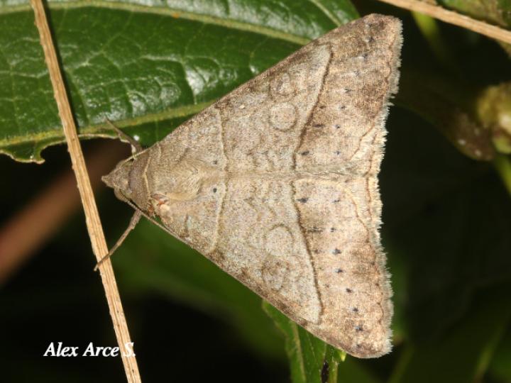 Mocis latipes (Falso gusano medidor)