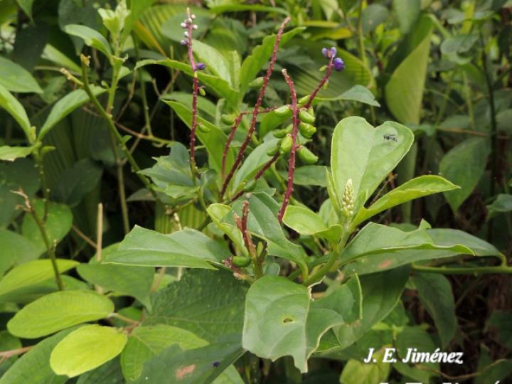 Monnina parasylvatica