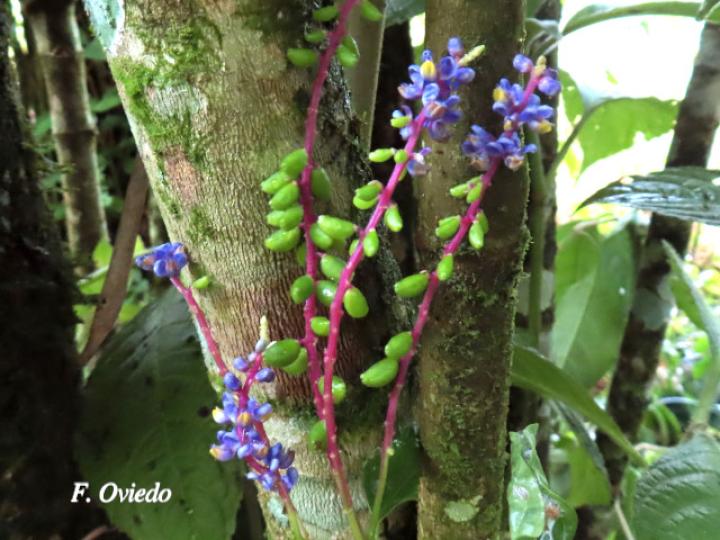 Monnina parasylvatica