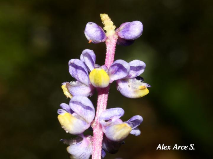 Monnina parasylvatica