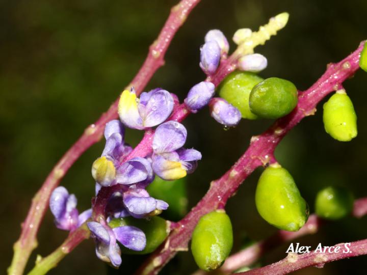 Monnina parasylvatica