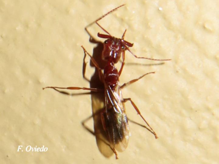 Odontomachus sp (Hormigas trampa)
