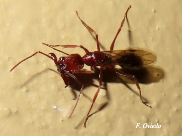 Odontomachus sp (Hormigas trampa)