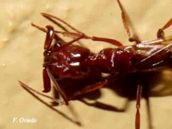 Odontomachus sp (Hormigas trampa)